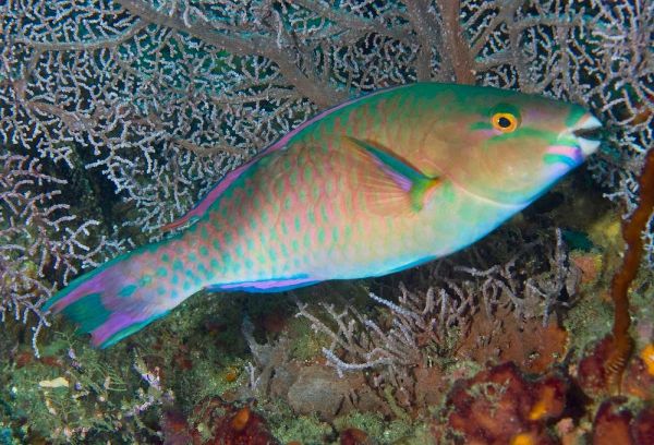 Indonesia, Raja Ampat Chameleon parrotfish